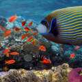 Ningaloo Reef